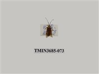 藏品(半翅目(1))的圖片